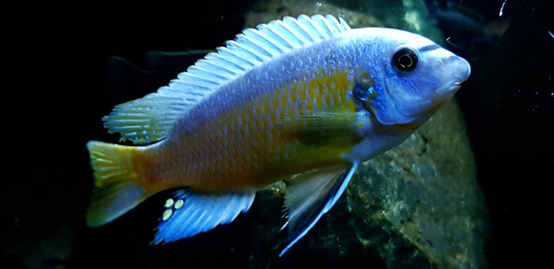 Labeotropheus fuelleborni 'Katale Island'